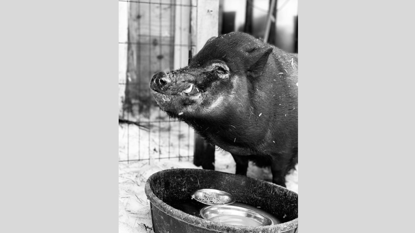 Galerie photos de vos animaux hivernaux