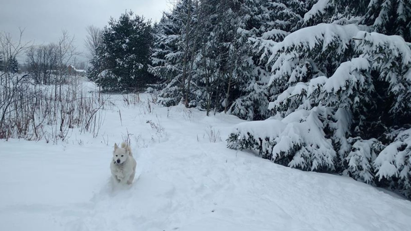 Galerie photos de vos animaux hivernaux