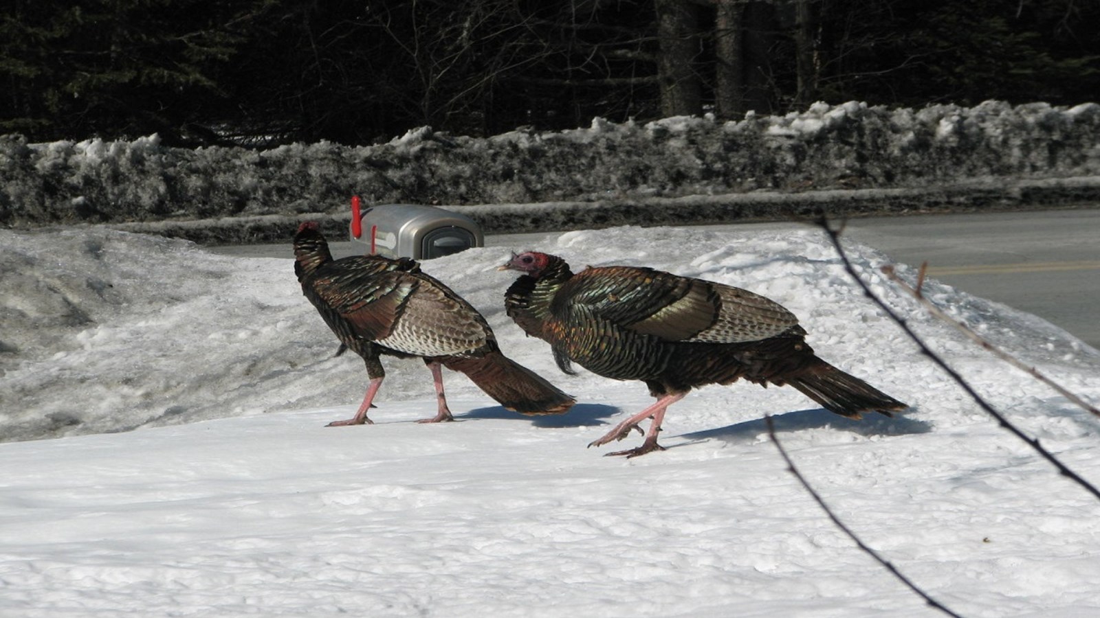 Galerie photos de vos animaux hivernaux
