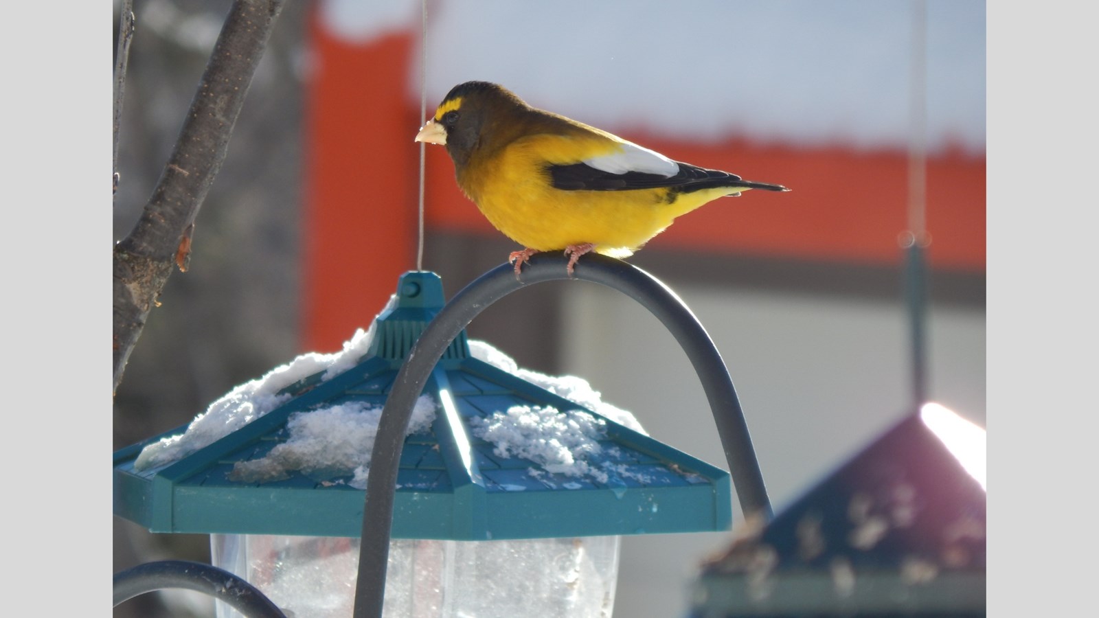 Galerie photos de vos animaux hivernaux