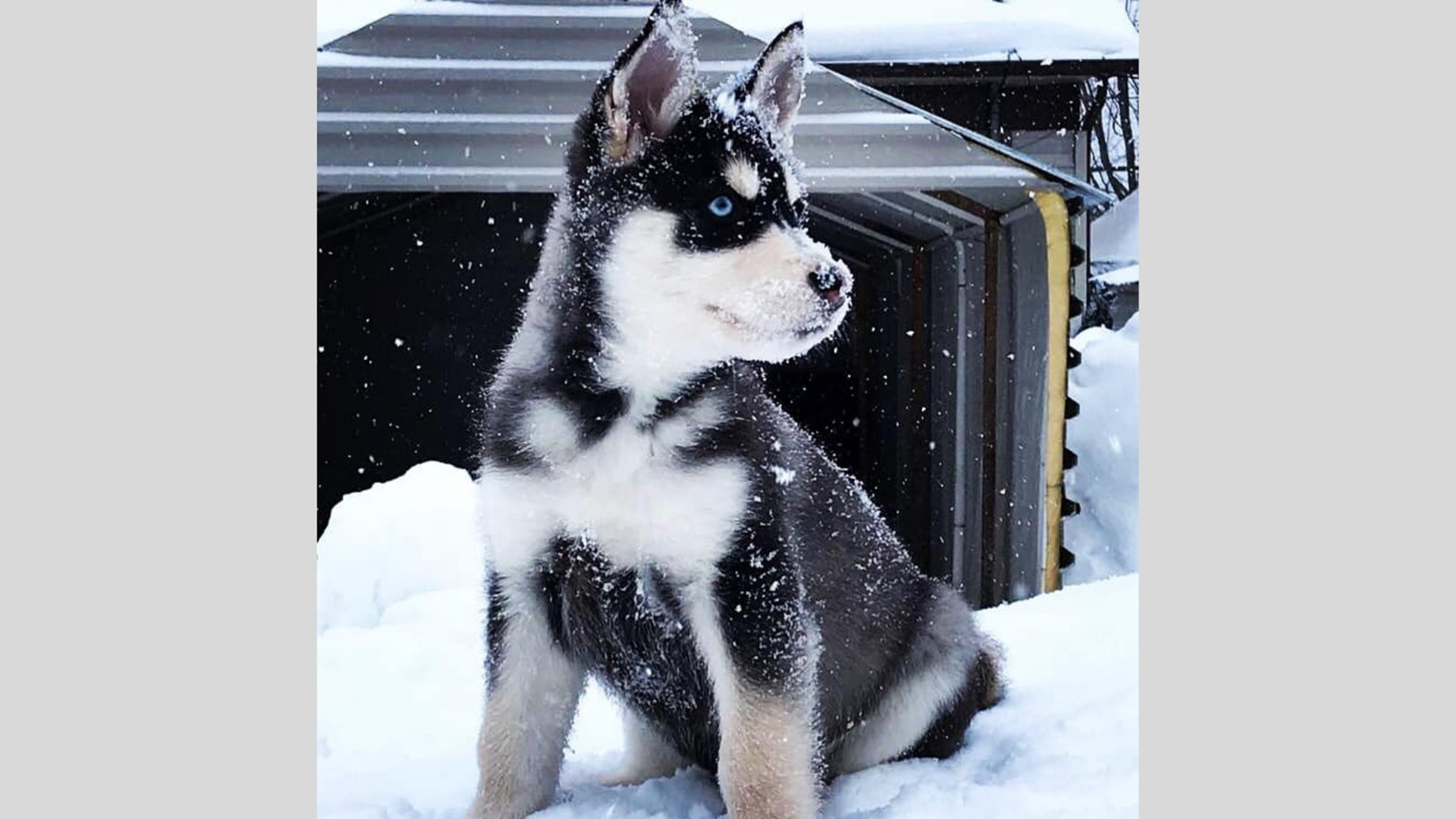 Galerie photos de vos animaux hivernaux