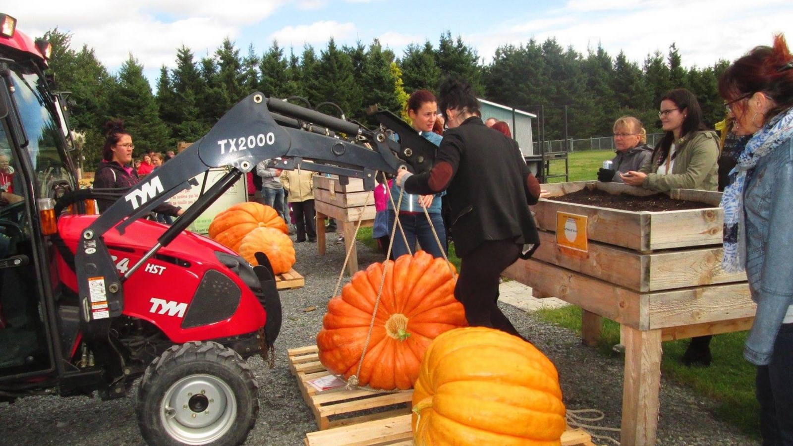 L'an passé, cinq participants ont présenté une citrouille géante à La Grosse Orangée