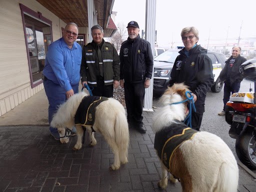 Les mini chevaux de l’équipe équestre de la Sûreté du Québec étaient présents pour le plaisir des participants. Sur la photo, de gauche à droite, M. Jean-François Routhier de O’101.5, Capitaine Marc-André Brassard, adjoint au directeur du district Est, Franck et Wallie Danbrook, responsables des mini chevaux Fleury et Sheriff.
