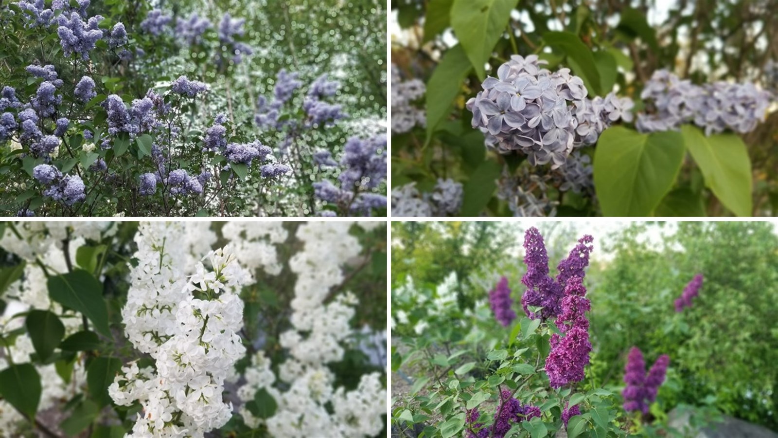 Le musée compte 659 plants dans sa collection