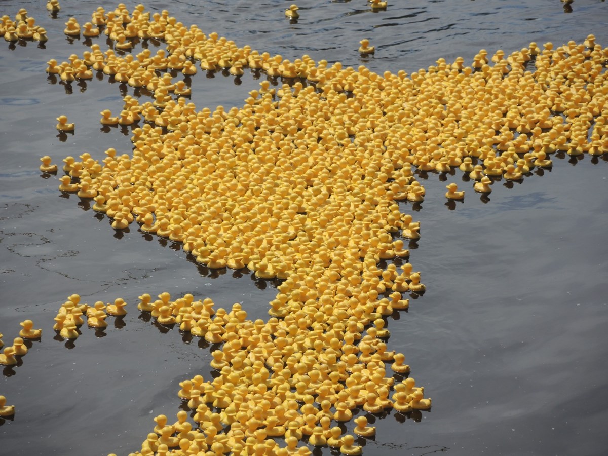 Un montant de 22 300 $ amassé lors de la Grande Course des petits canards Meubles & nous