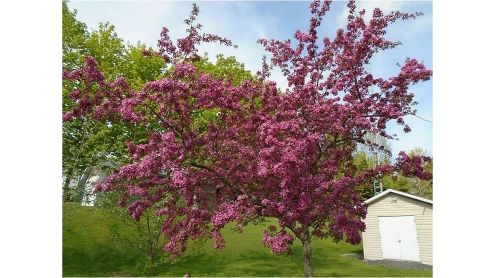 Galerie photos de vos pommiers en fleurs