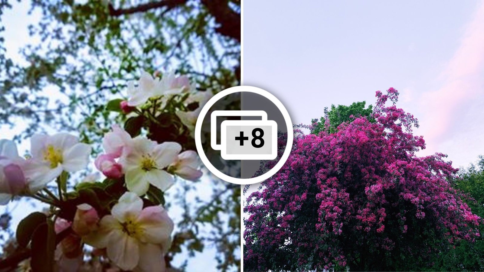 Galerie photos de vos pommiers en fleurs