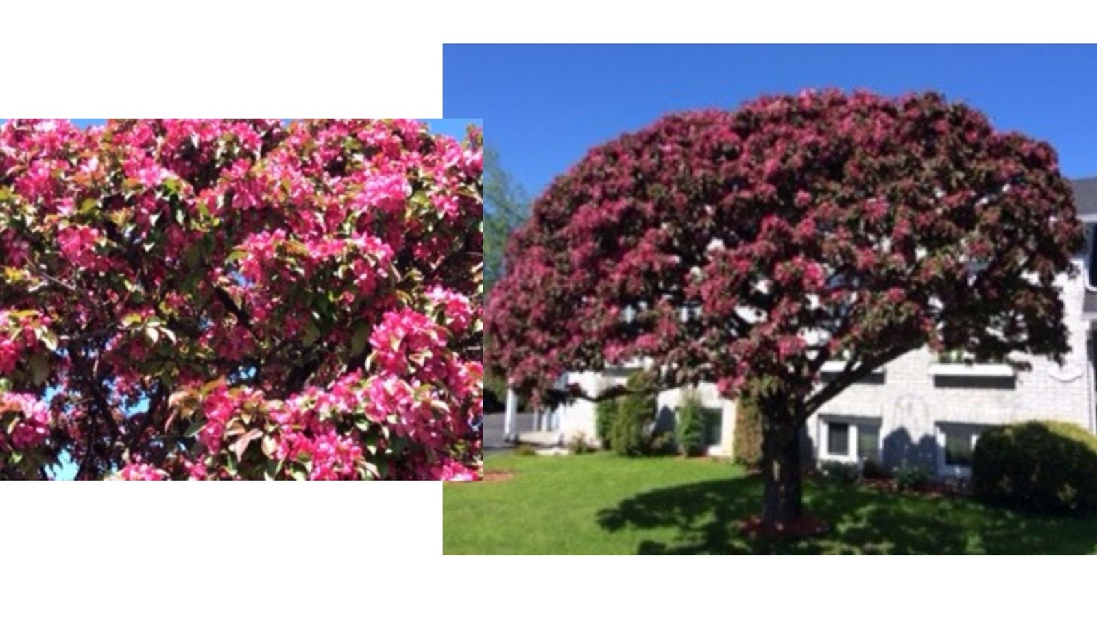 Galerie photos de vos pommiers en fleurs