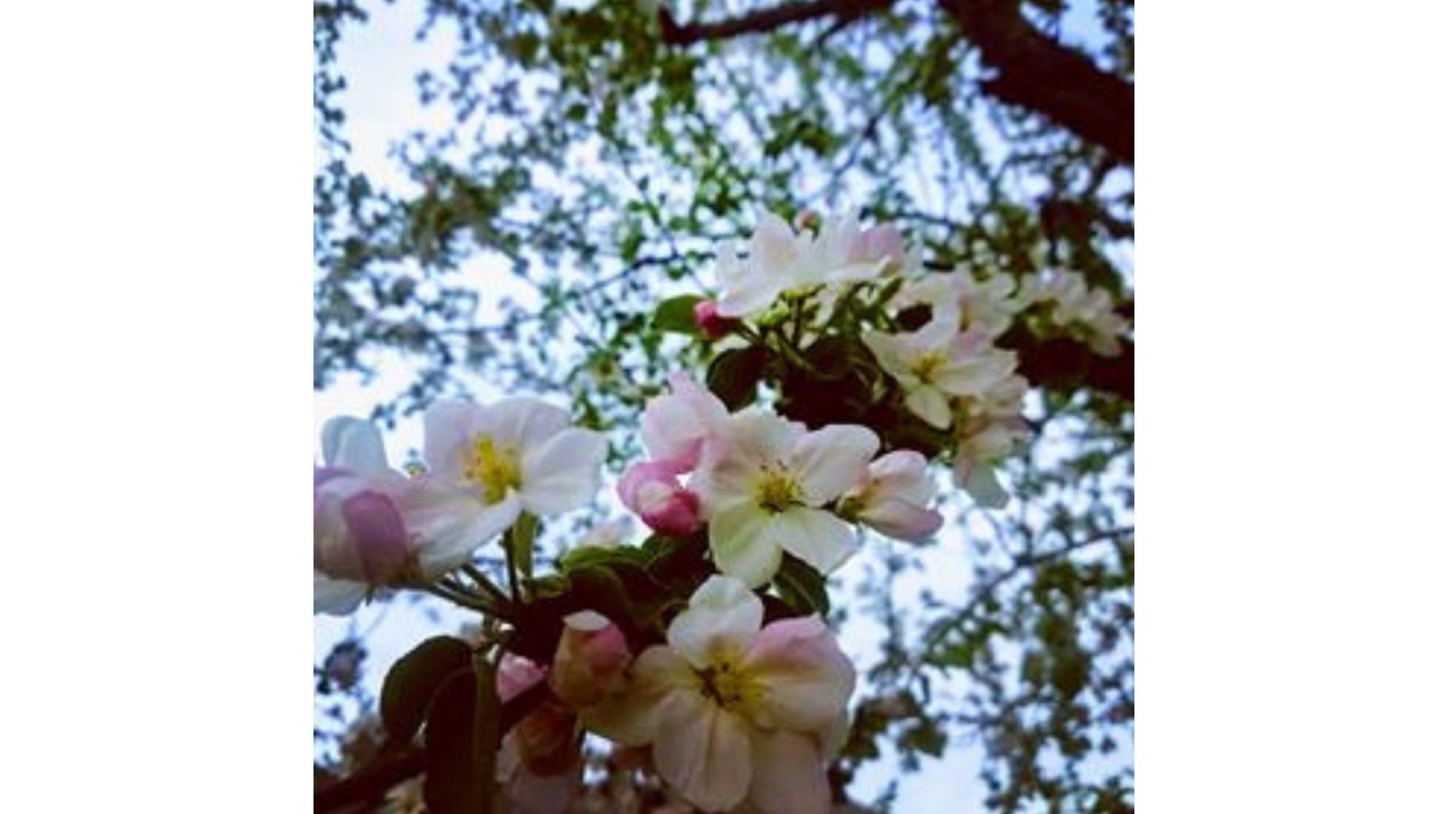 Galerie photos de vos pommiers en fleurs