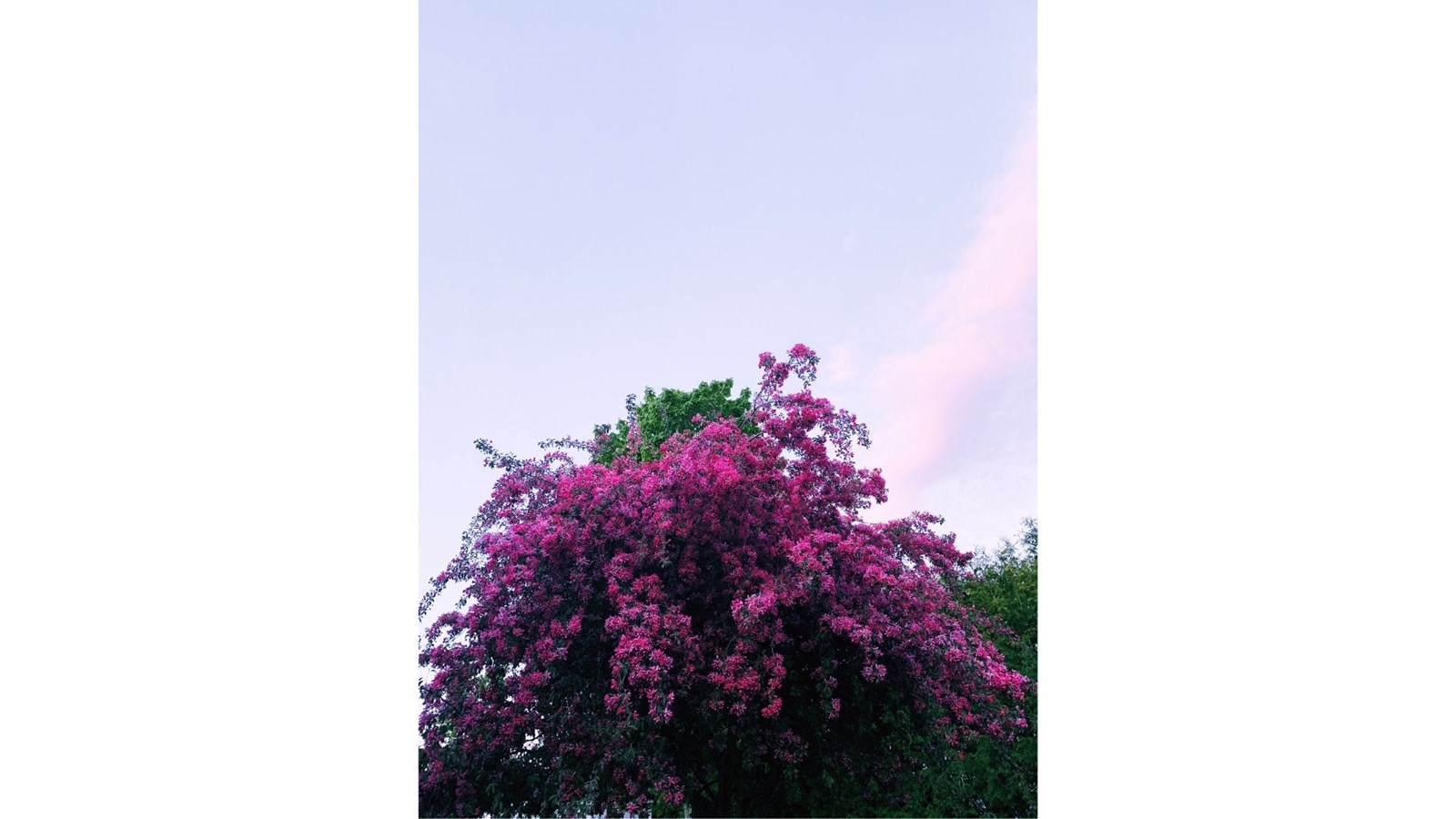 Galerie photos de vos pommiers en fleurs