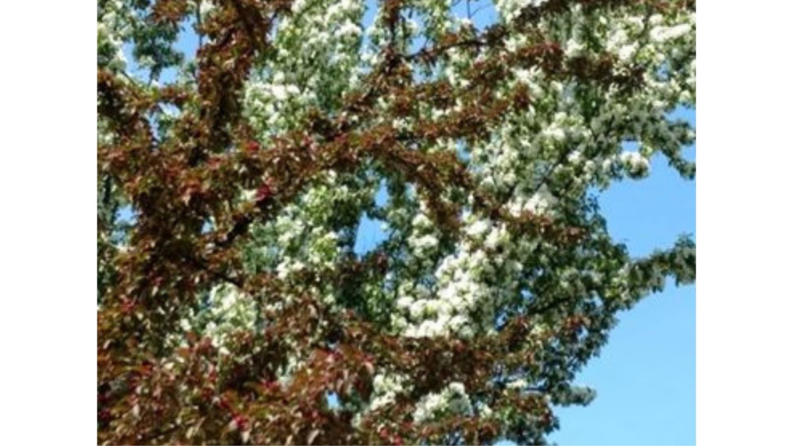 Galerie photos de vos pommiers en fleurs