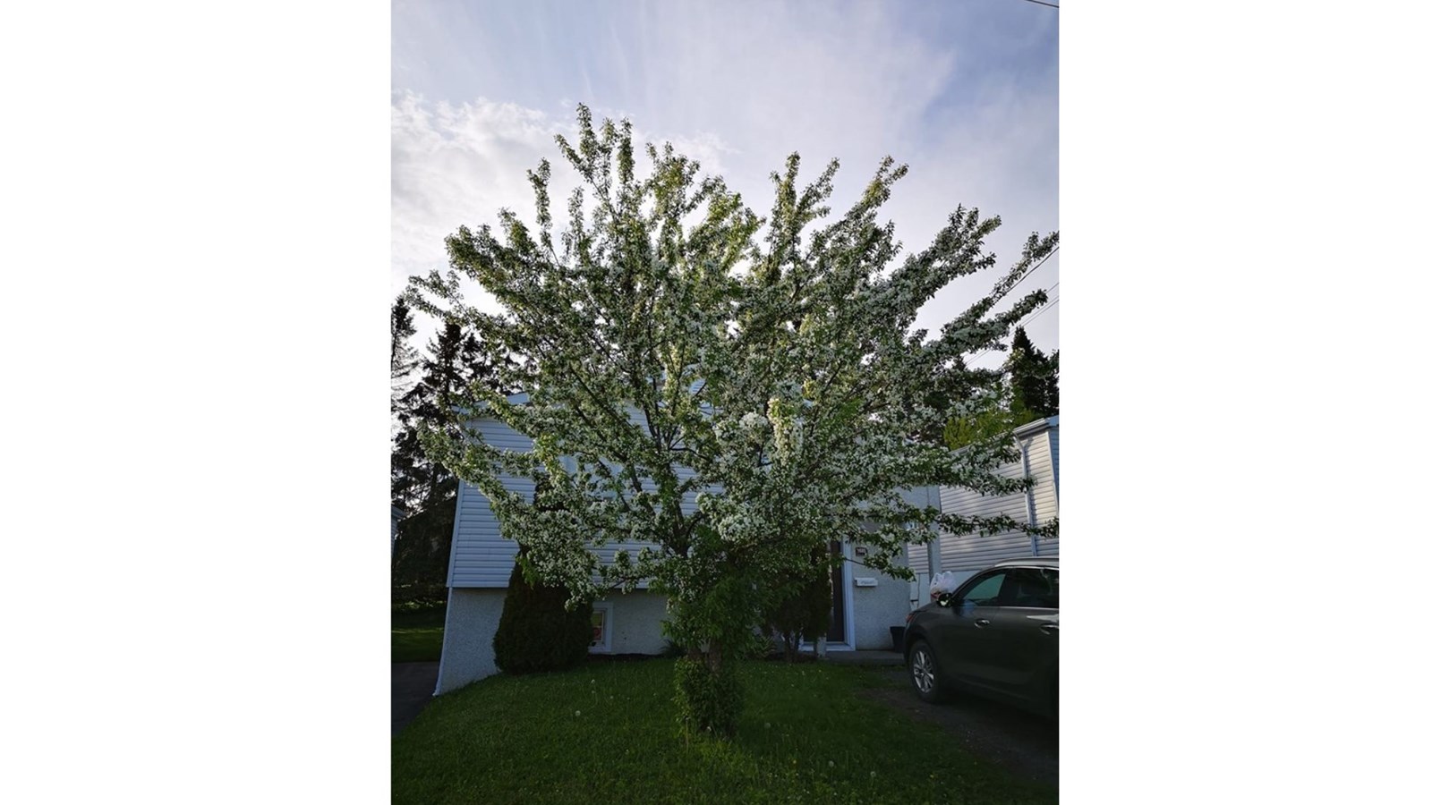 Galerie photos de vos pommiers en fleurs