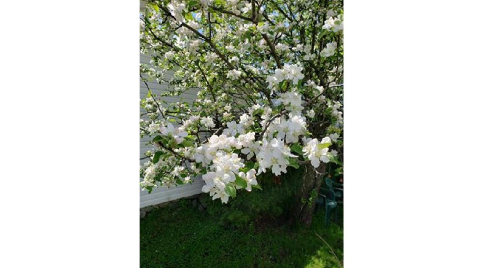 Galerie photos de vos pommiers en fleurs