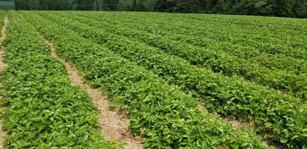 La saison des fraises sera retardée d’une semaine en Chaudière-Appalaches
