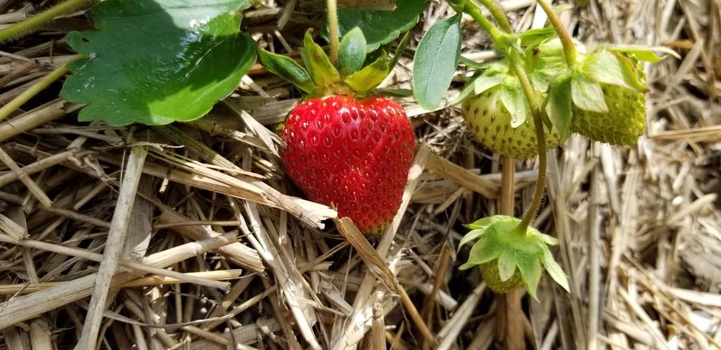 La saison des fraises sera retardée d’une semaine en Chaudière-Appalaches