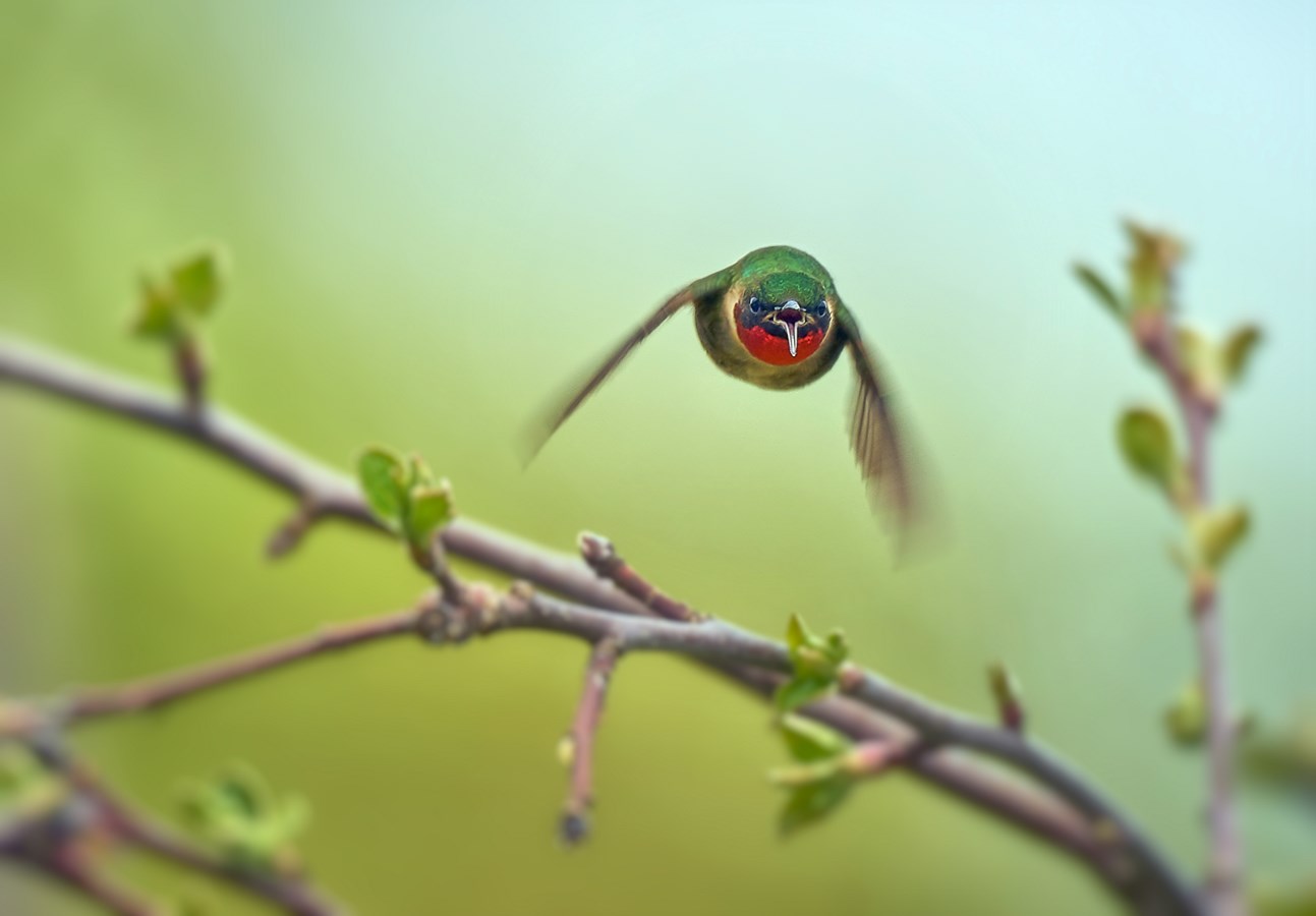 Le gagnant de l'an dernier était Yves Couture, avec son œuvre « J’ai faim, colibri ».