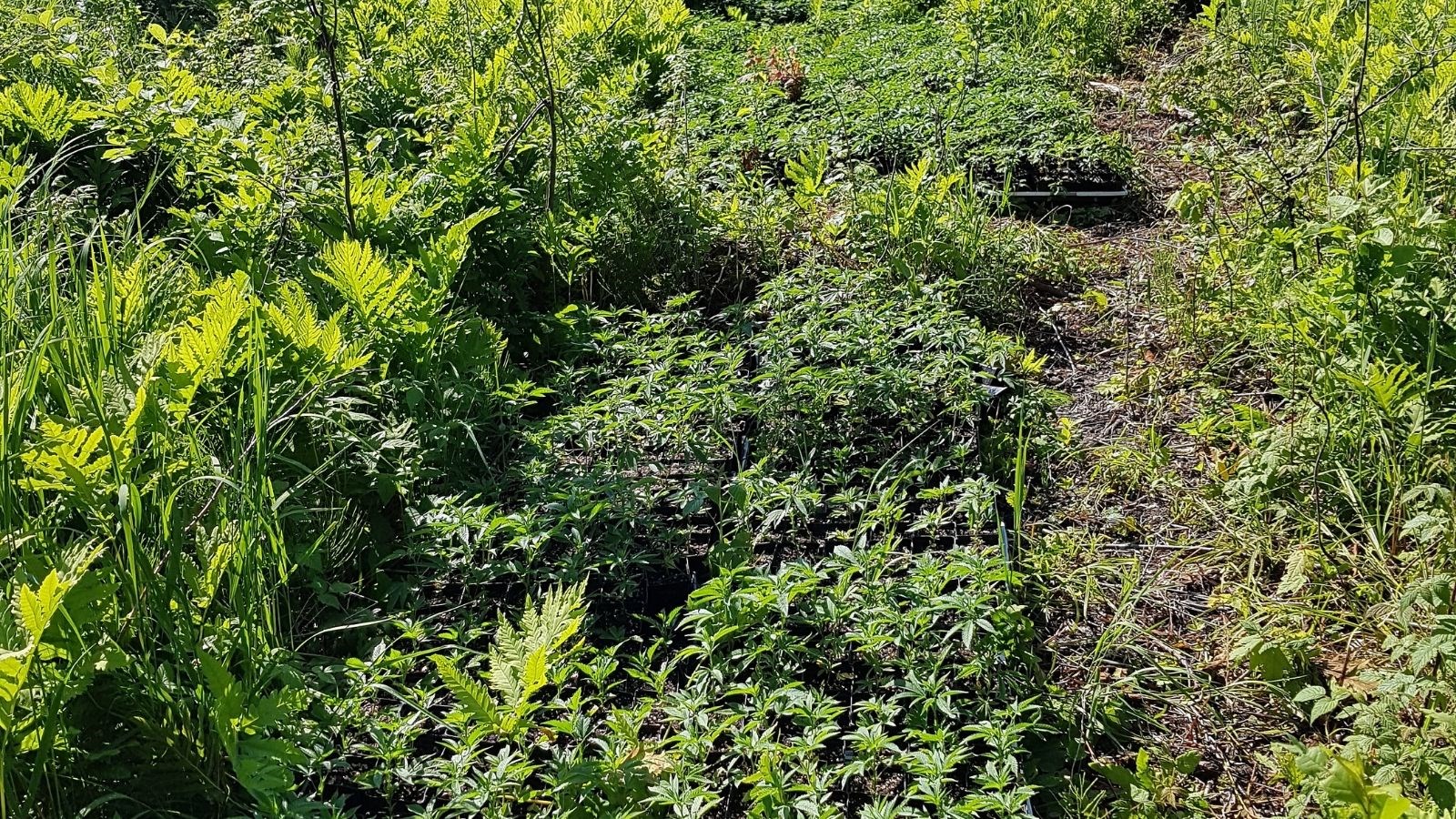 Poursuite de la lutte contre la production illégale de cannabis