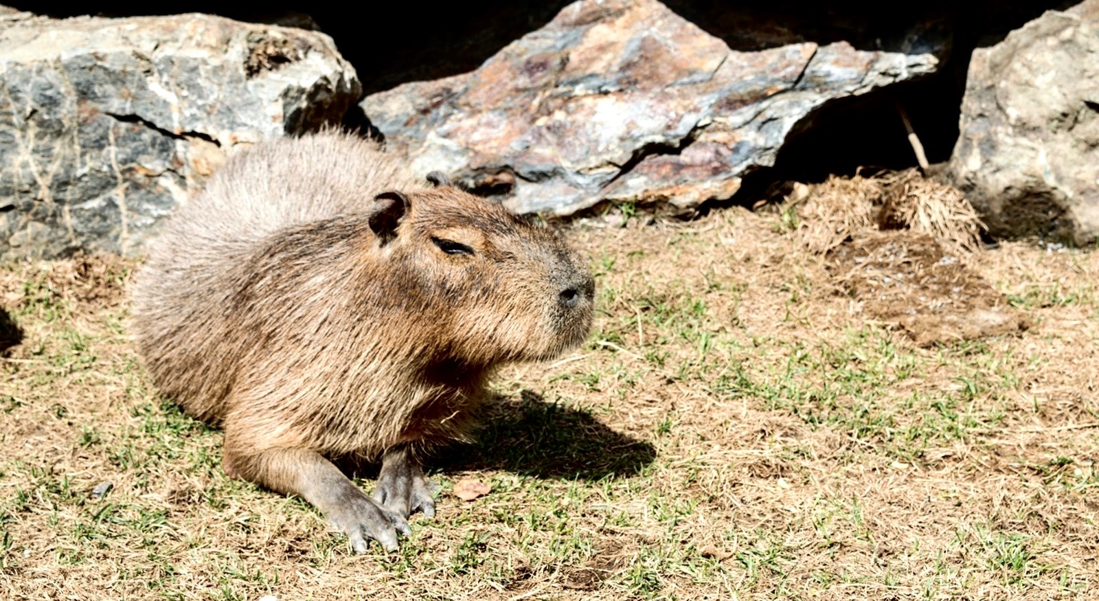 Vacances de la construction : Le Miller Zoo a été l’attrait touristique le plus populaire
