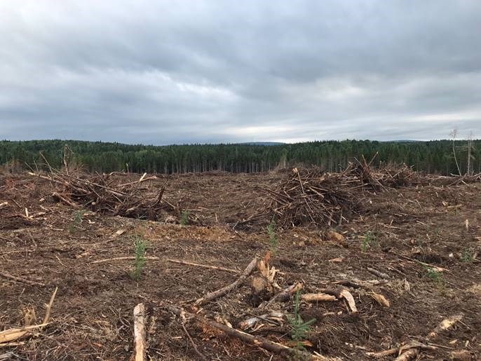 L'Association des propriétaires de boisés de la Beauce ont planté 325 000 arbres