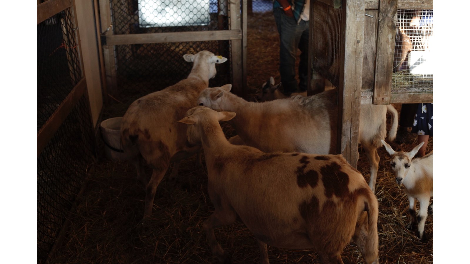 La 55e Exposition agricole de Beauce mettra à l’honneur le travail des agriculteurs