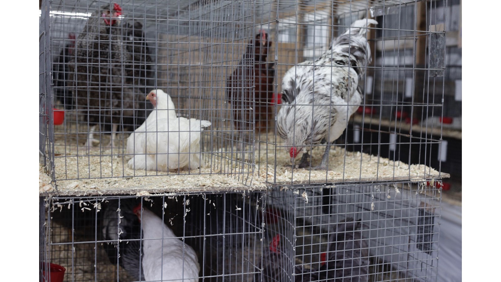 La 55e Exposition agricole de Beauce mettra à l’honneur le travail des agriculteurs