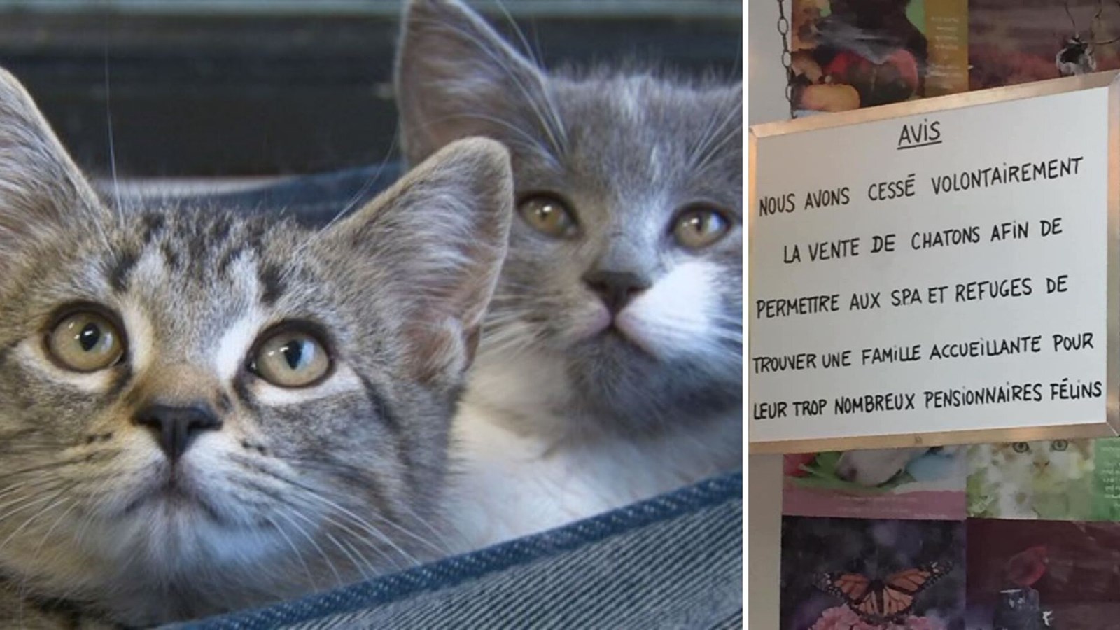 L'animalerie du Carrefour de Saint-Georges fait un geste pour la S.P.A