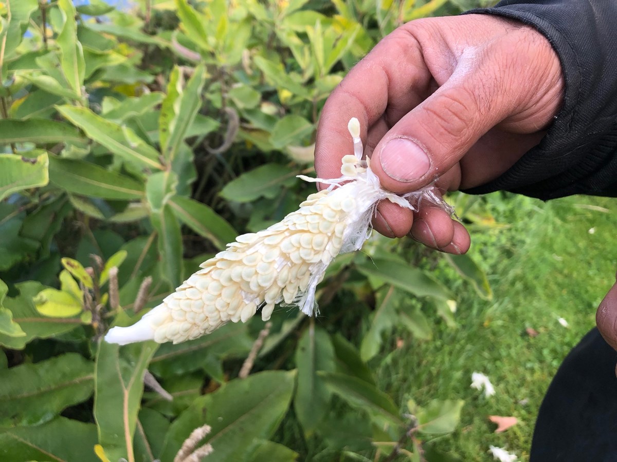 Une des fleurs de l'asclépiade.