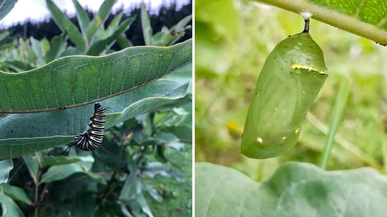 La chenille se place sous la feuille d'asclépiade pour ensuite se changer en chrysalide.