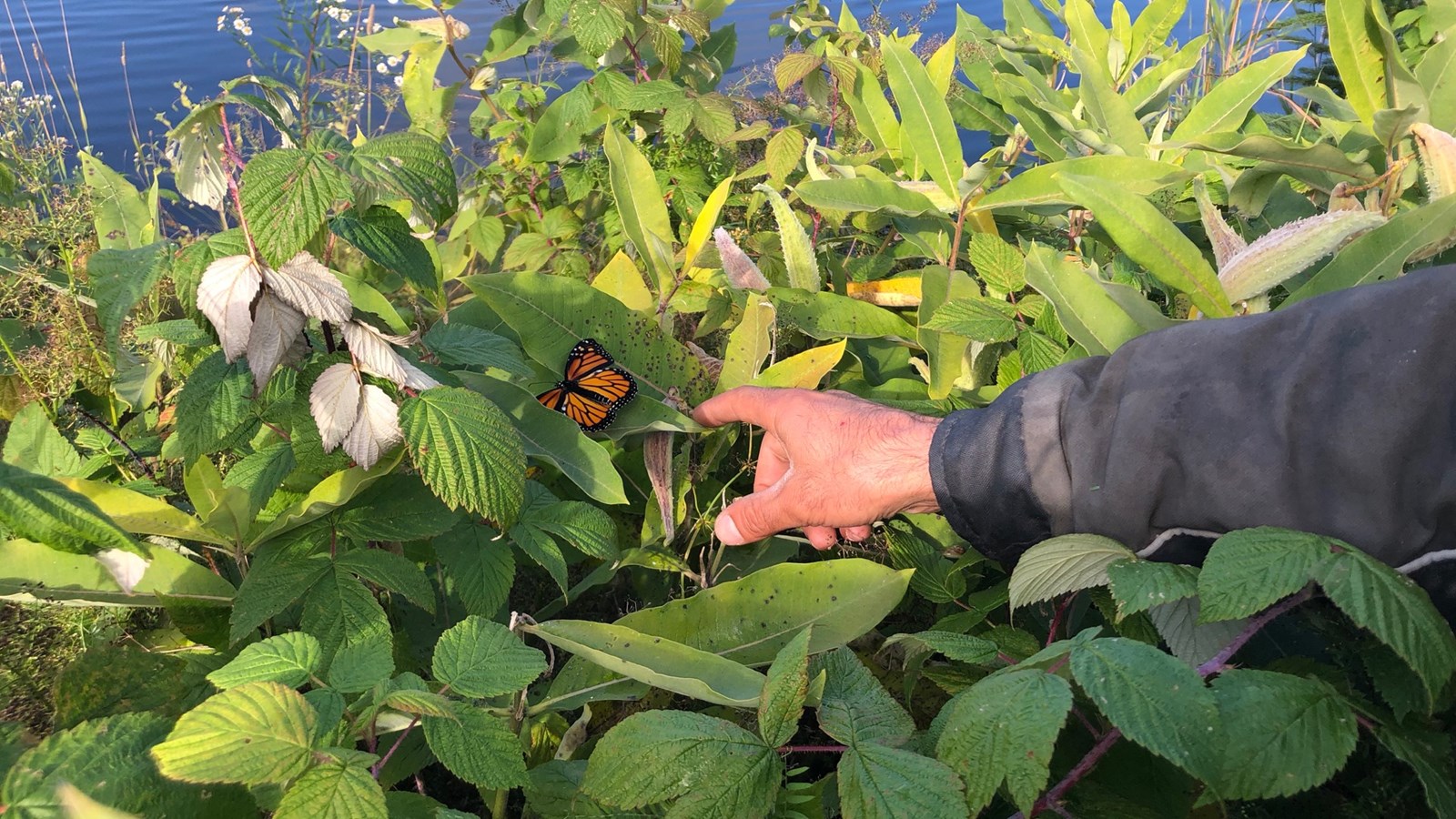 Des dizaines de papillons monarques viennent se reproduire à Saint-Benoît