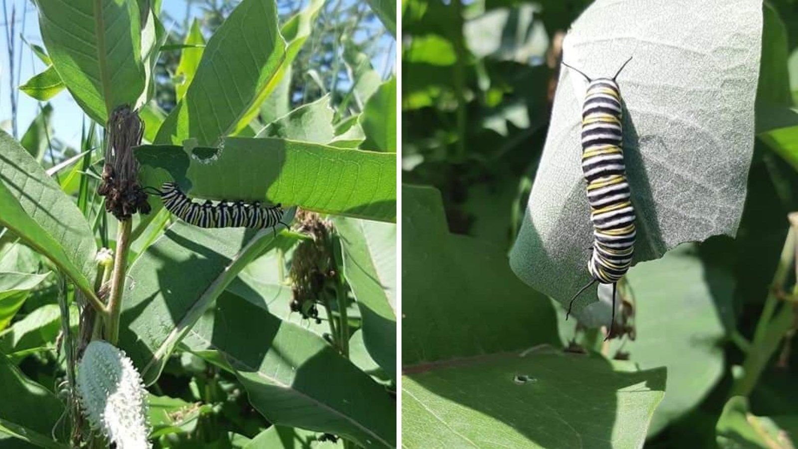 La chenille mangeant la feuille d'asclépiade.