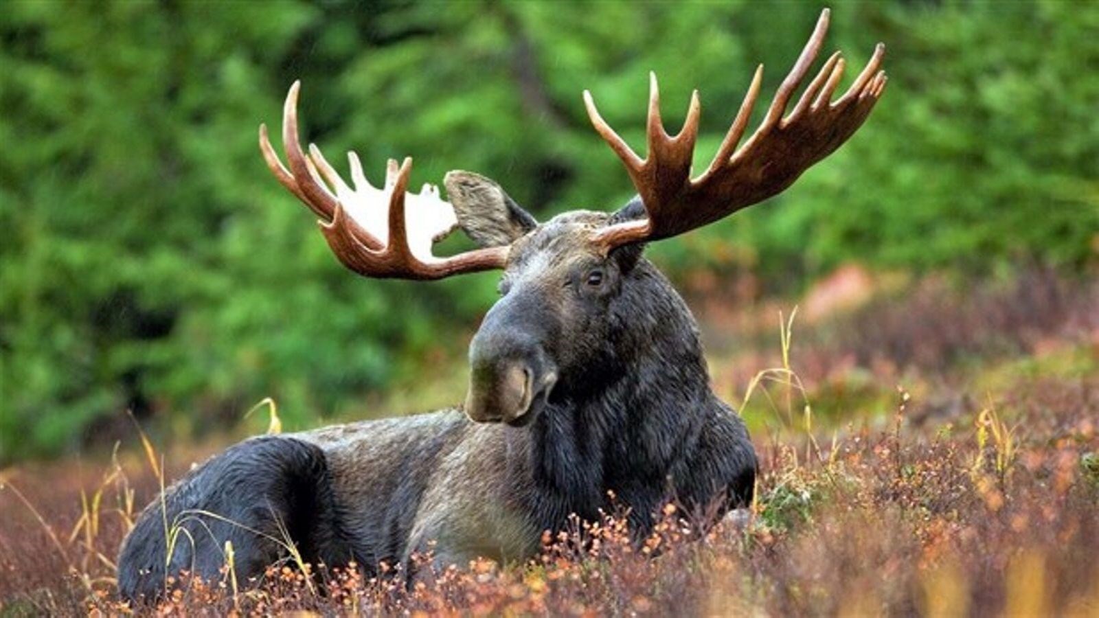 Une bonne nouvelle pour les chasseurs d'orignal non-résidents