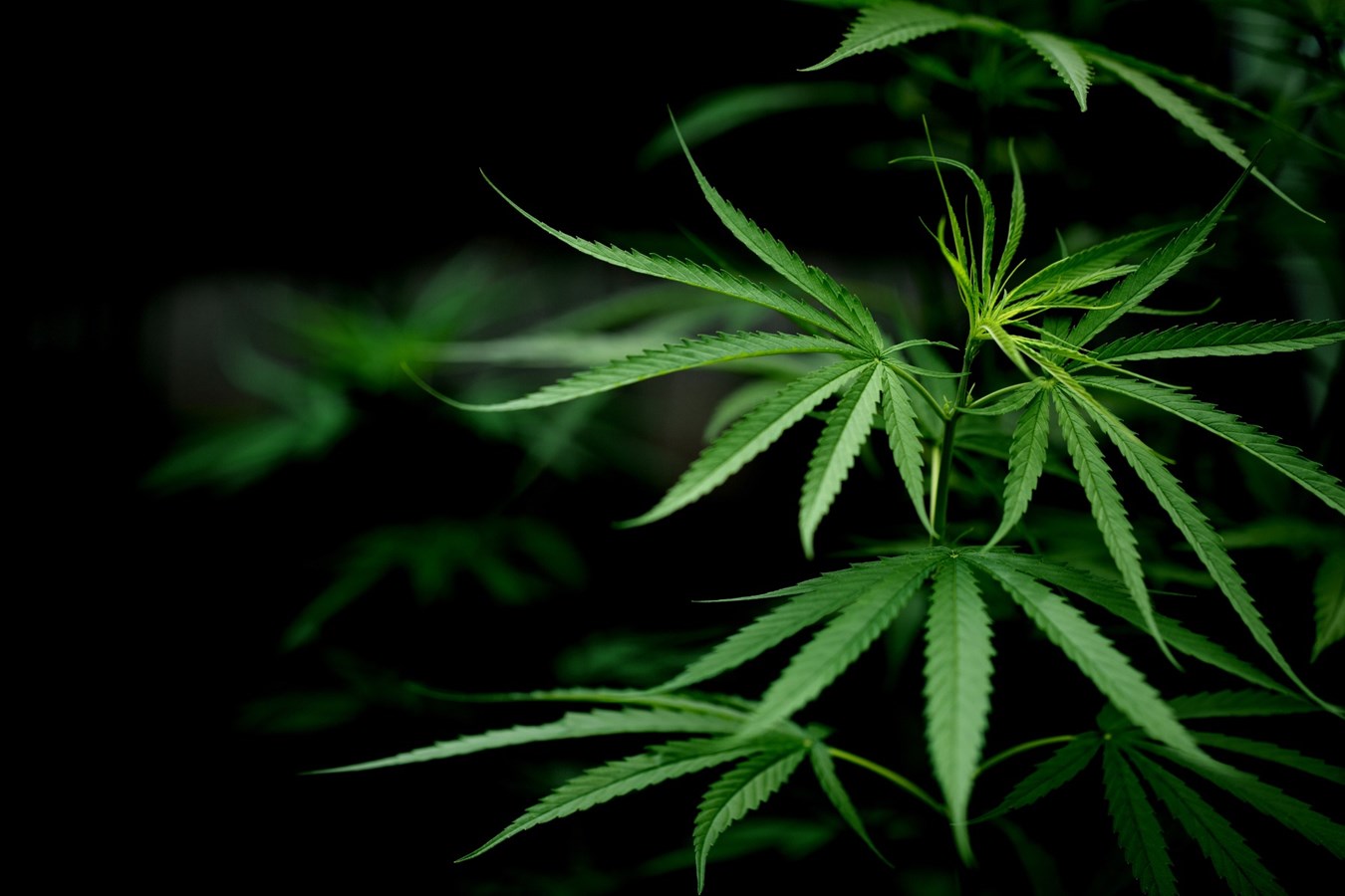 Achat du cannabis à 21 ans: une erreur estime le quart des répondants