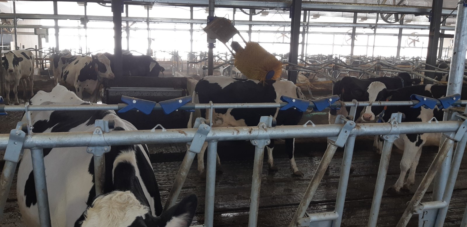 La Ferme Holdream de Saint-Honoré se tourne vers la robotisation