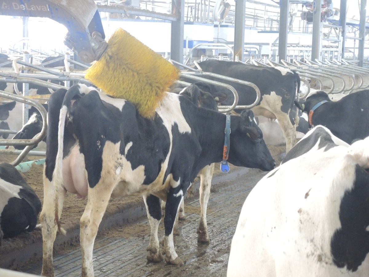 La Ferme Holdream de Saint-Honoré se tourne vers la robotisation