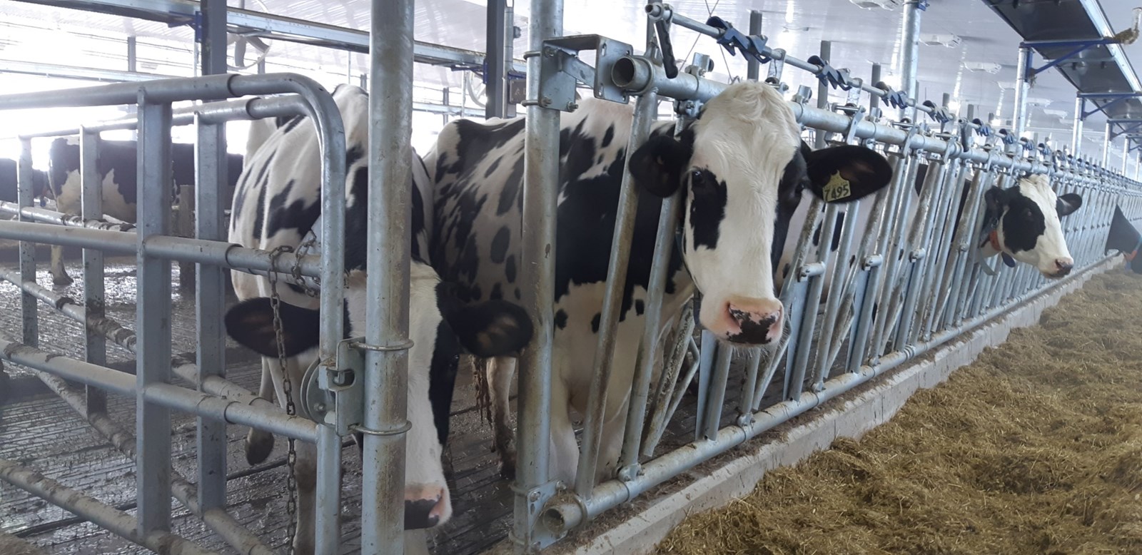 La Ferme Holdream de Saint-Honoré se tourne vers la robotisation