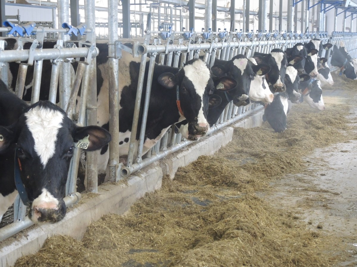 La Ferme Holdream de Saint-Honoré se tourne vers la robotisation