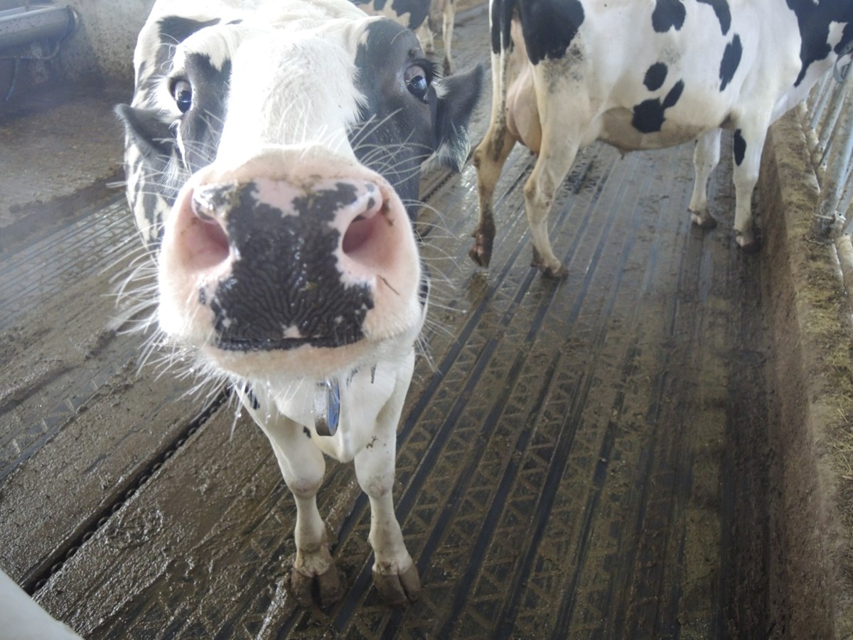 La Ferme Holdream de Saint-Honoré se tourne vers la robotisation