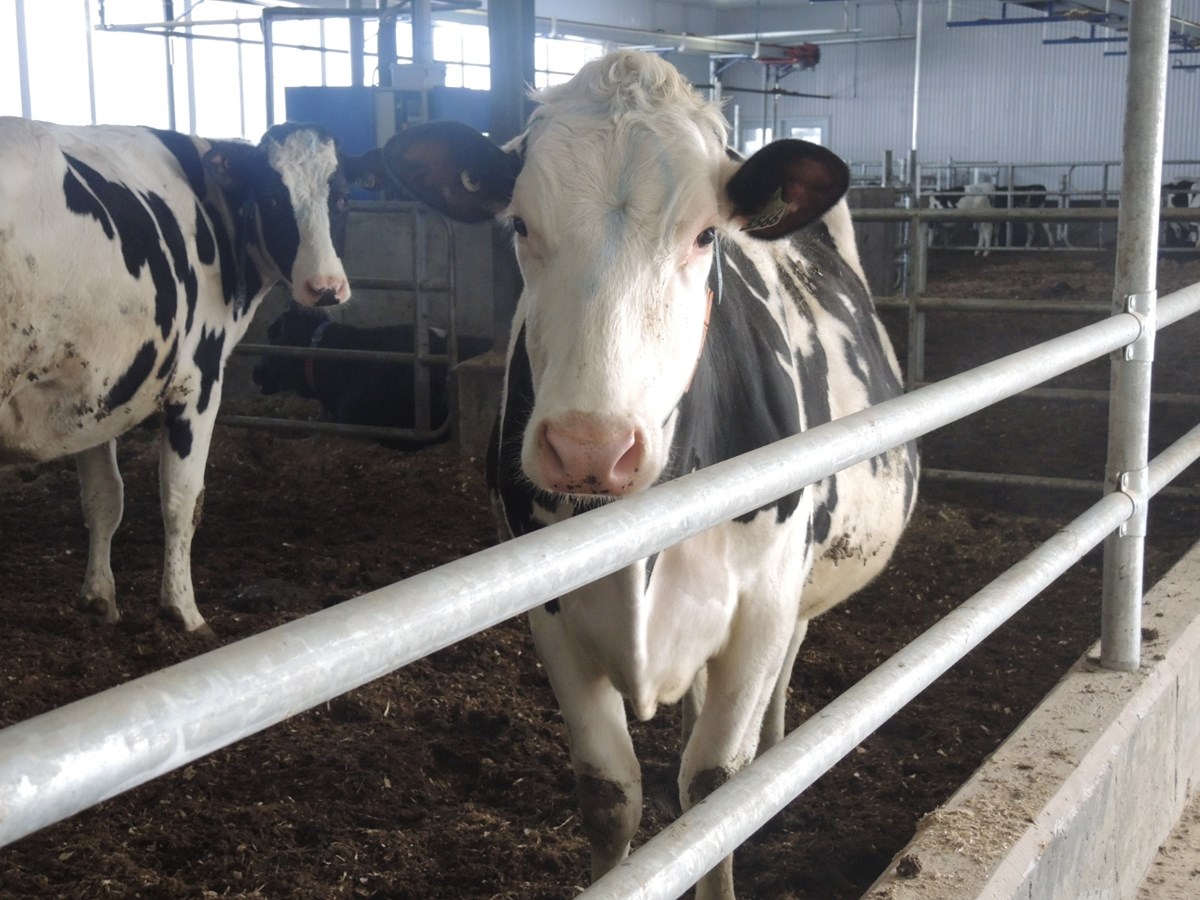 La Ferme Holdream de Saint-Honoré se tourne vers la robotisation