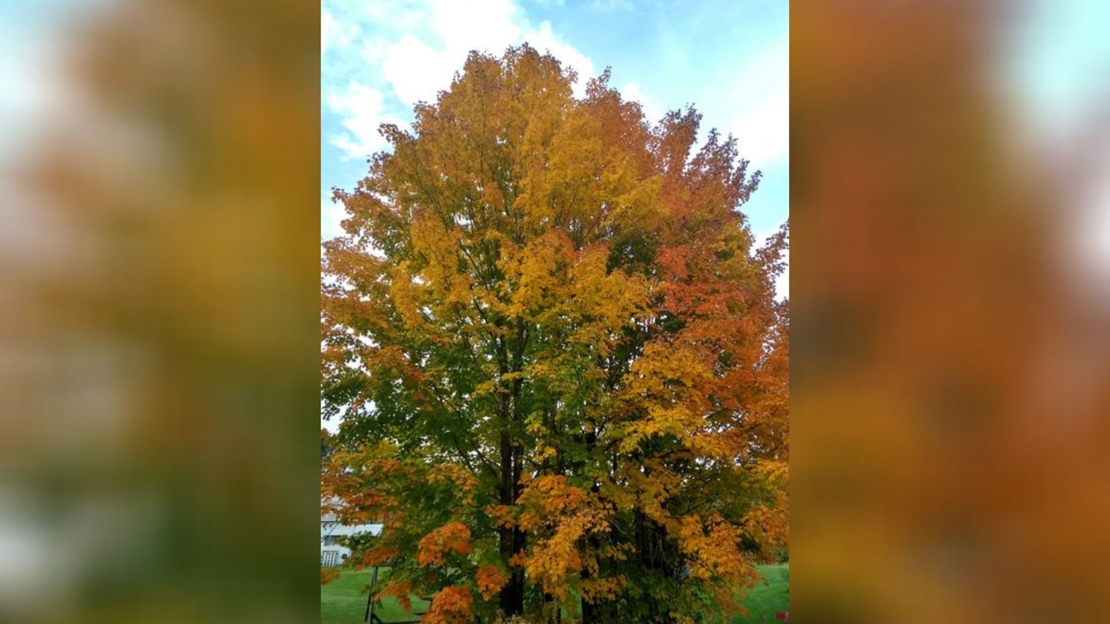 Captez-nous en photos la belle saison des couleurs — GALERIE 2