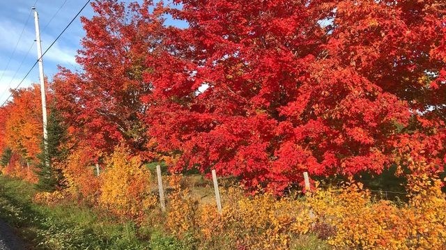 Captez-nous en photos la belle saison des couleurs — GALERIE 3