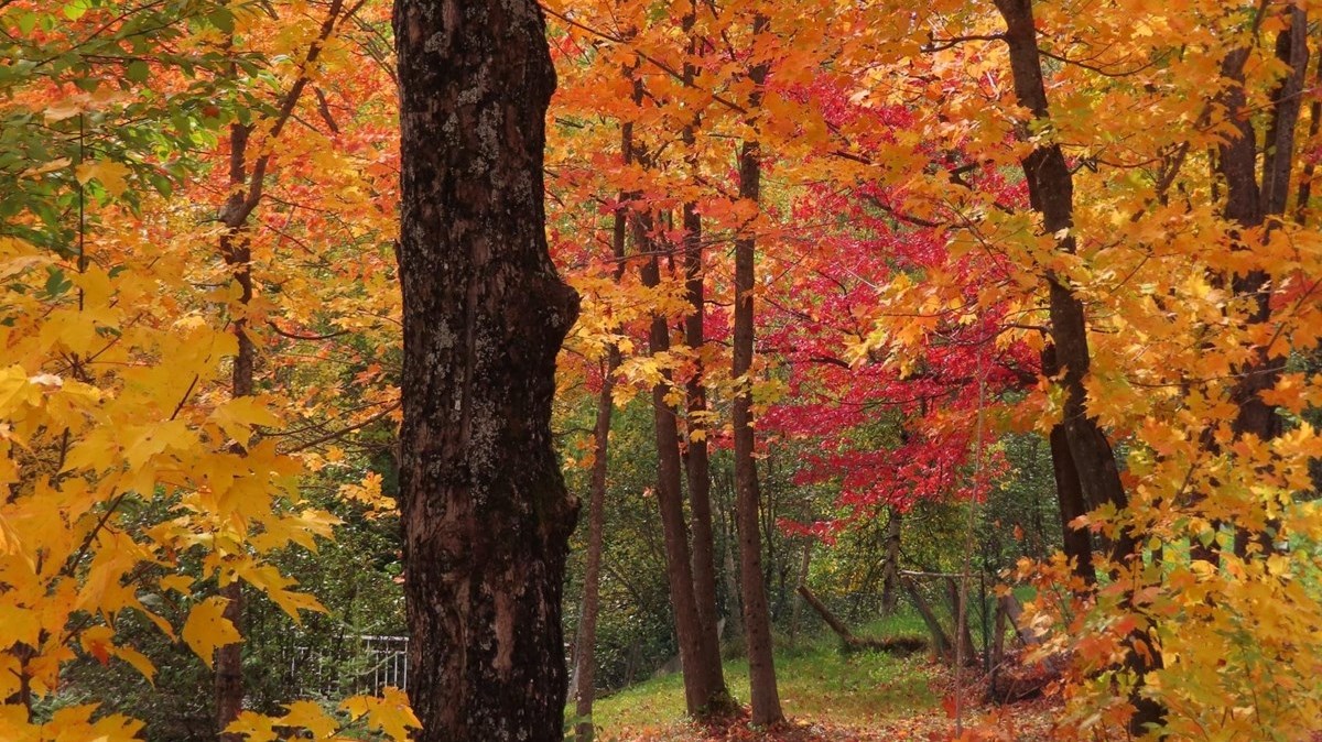 Captez-nous en photos la belle saison des couleurs — GALERIE 3