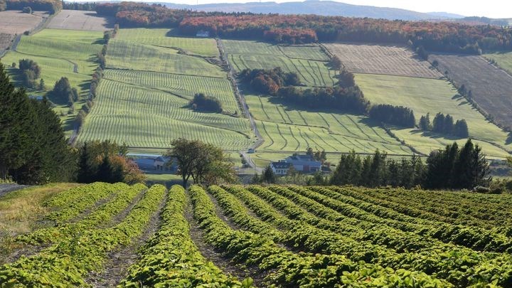 Fruit de la Colline Ste-Marie