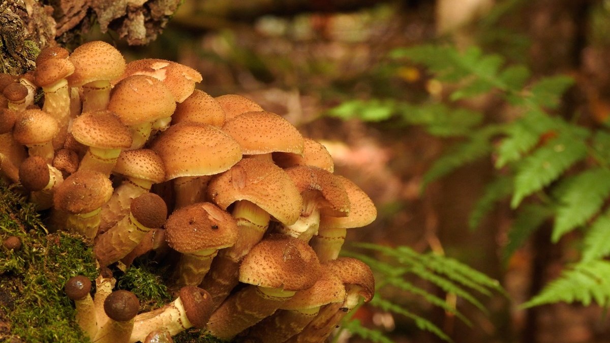 Champignon d'automne, Saint Magloire