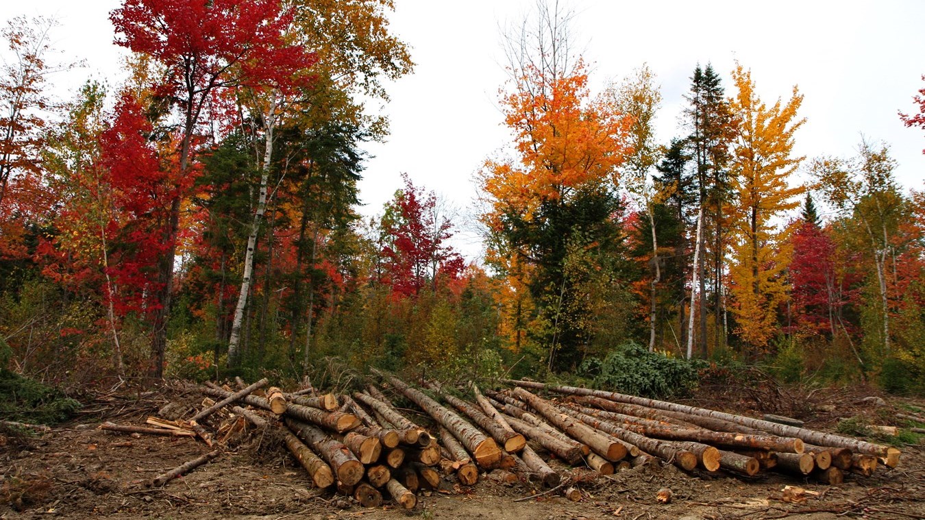 Captez-nous en photos la belle saison des couleurs — GALERIE 4