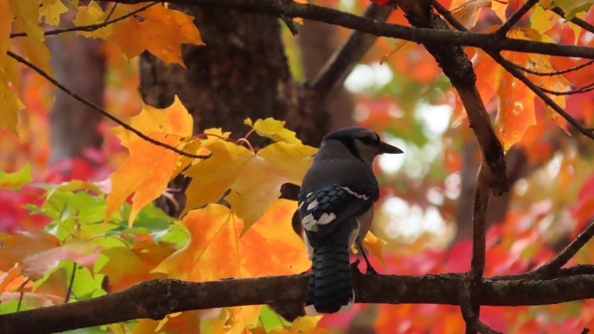 Captez-nous en photos la belle saison des couleurs — GALERIE 5