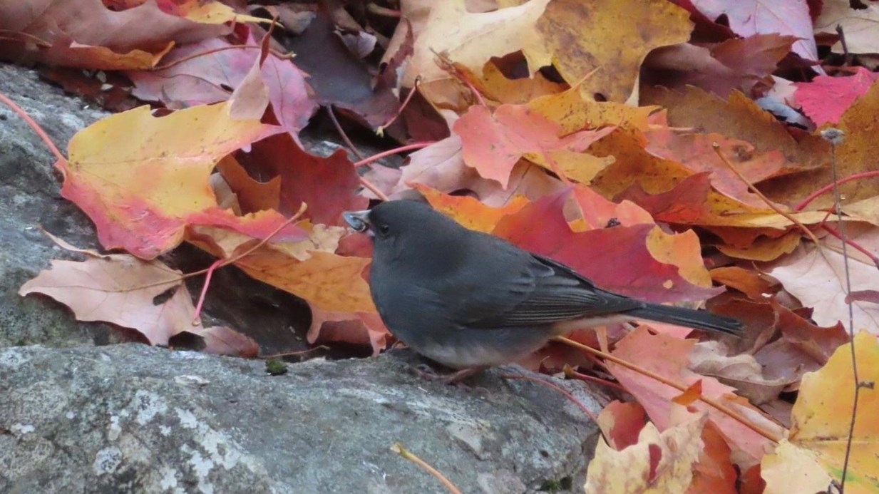 Captez-nous en photos la belle saison des couleurs — GALERIE 5