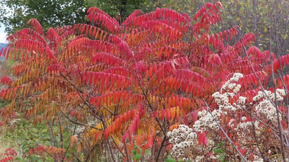 Captez-nous en photos la belle saison des couleurs — GALERIE 5