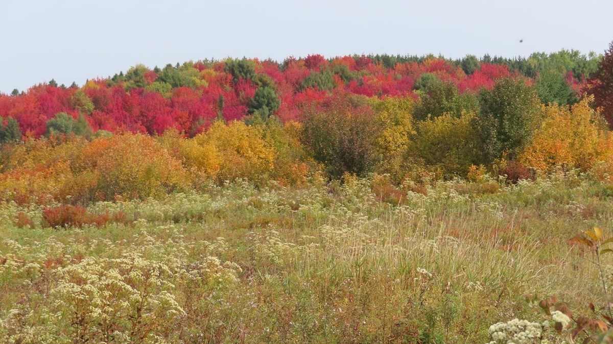 Captez-nous en photos la belle saison des couleurs — GALERIE 5