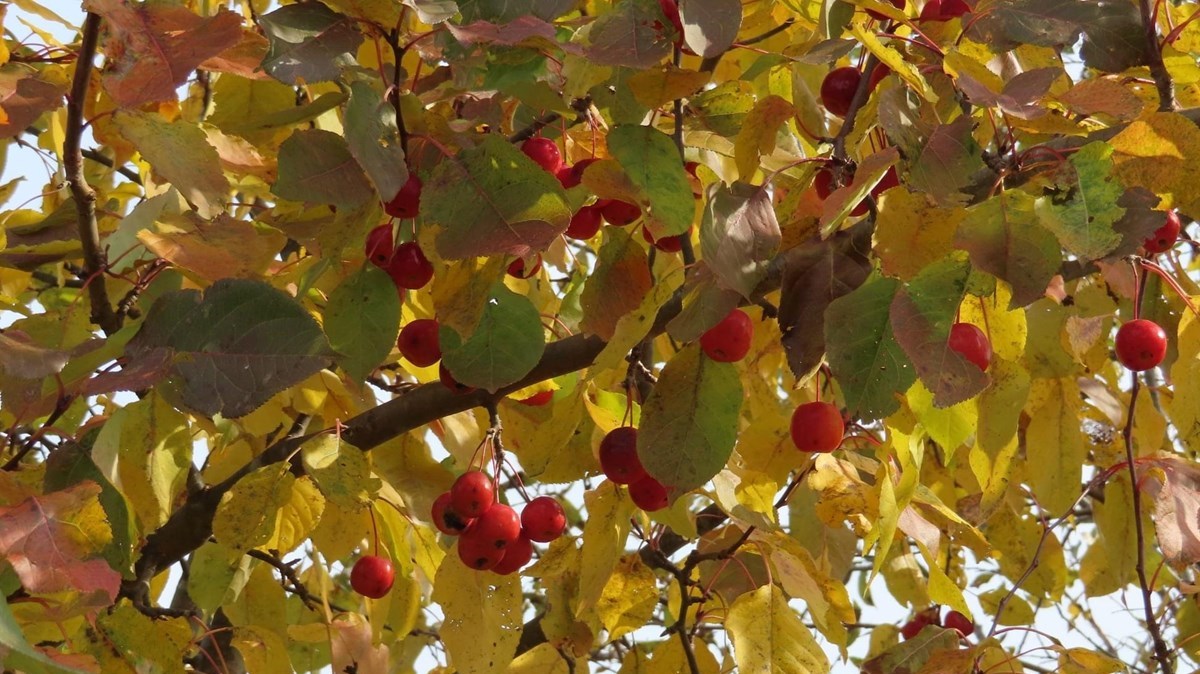 Captez-nous en photos la belle saison des couleurs — GALERIE 5