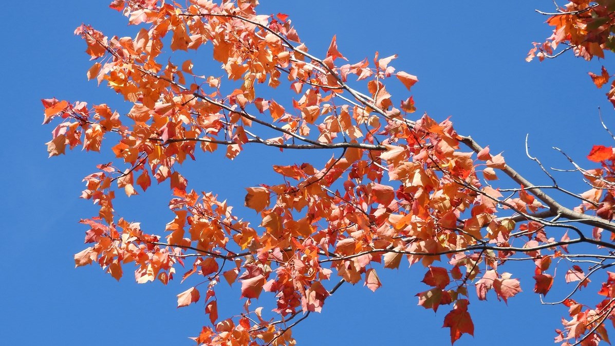 Captez-nous en photos la belle saison des couleurs — GALERIE 8